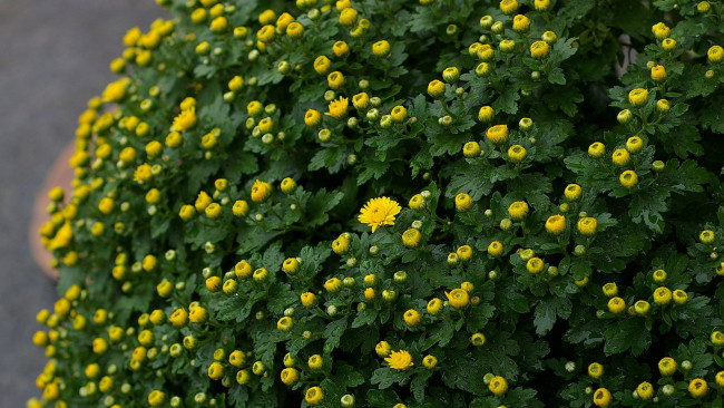 Обои картинки фото цветы, хризантемы, желтая, хризантема