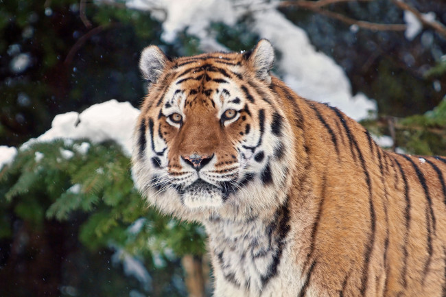 Обои картинки фото животные, тигры, тигр, красавец, ель, ветка, снег