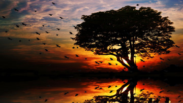Картинка 3д графика nature landscape природа закат дерево отражение
