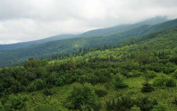 Картинка природа лес горы деревья зелень