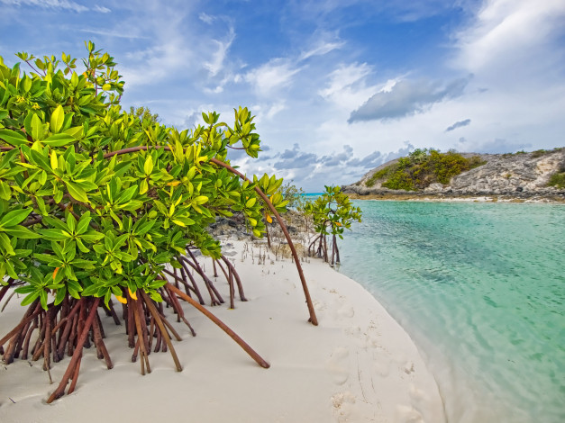 Обои картинки фото mangrove, beach, природа, побережье, long, island, the, bahamas, galloway, мангры