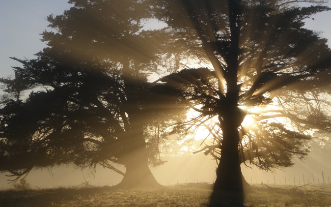 Обои картинки фото природа, деревья, утро, солнечный, свет, дымка