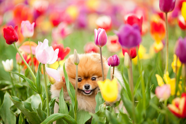 Обои картинки фото животные, собаки, тюльпаны, шпиц