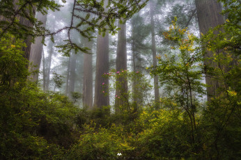 Картинка природа лес дымка туман вечер секвойи деревья рэдвуд калифорния штат сша