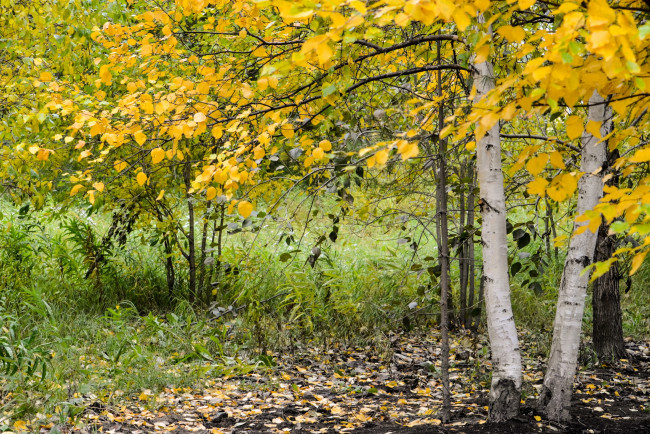 Обои картинки фото природа, деревья, осень, берёза, лес
