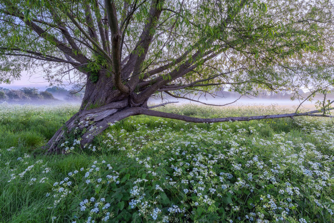Обои картинки фото природа, деревья, утро, цветы, трава, луг, дерево