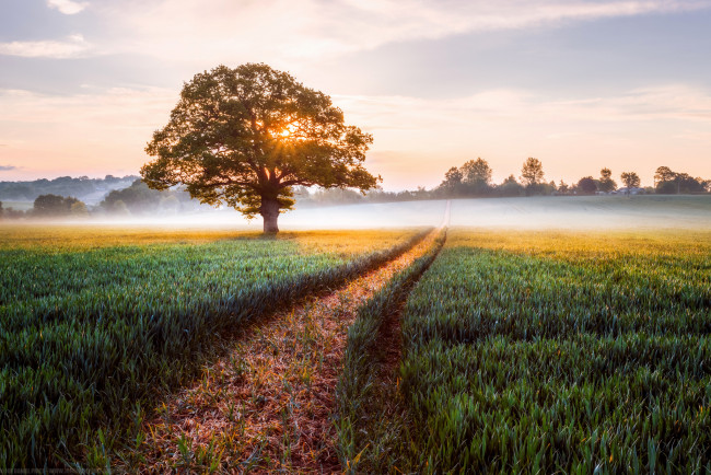 Обои картинки фото природа, дороги, свет, утро, солнце, англия, графство, херефордшир, туман, поле, дерево