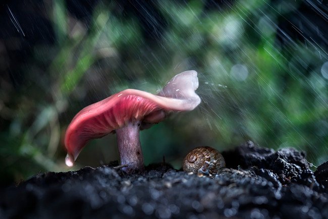 Обои картинки фото природа, грибы, боке, макро, дождь, гриб, лес