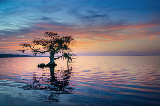 Обои картинки фото природа, реки, озера, дерево, утро, синее, кипарисовое, озеро, флорида, штат, сша