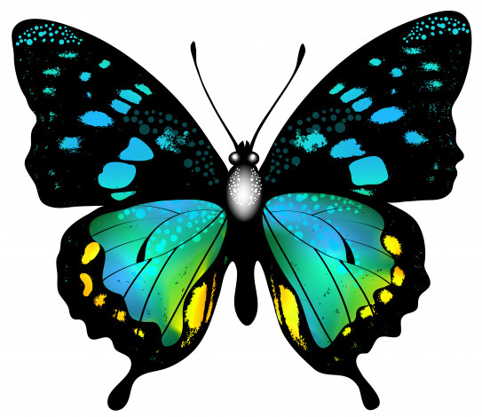 Обои картинки фото векторная графика, животные , animals, бабочка