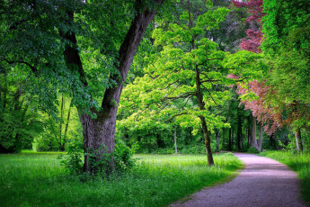 Картинка природа парк дорожка деревья лужайка