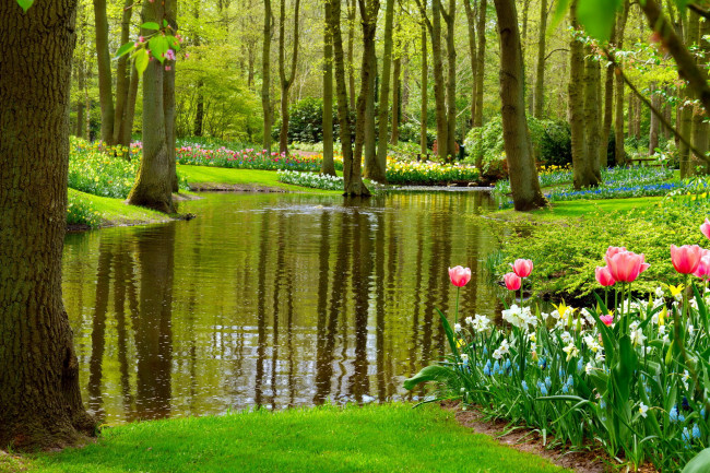 Обои картинки фото природа, парк, пруд, весна, цветы
