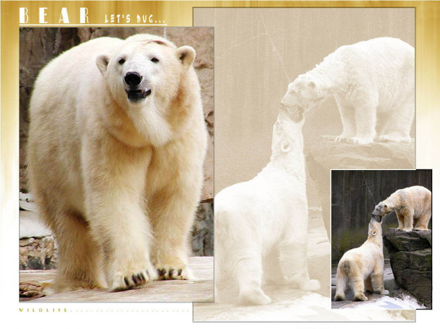 Обои картинки фото медведь, животные, медведи