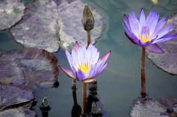 Картинка цветы лилии водяные нимфеи кувшинки сиреневый вода