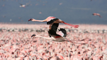 обоя животные, фламинго, полёт