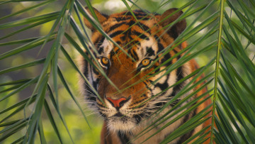 Картинка животные тигры тигр листья