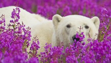 Картинка животные медведи медведь цветы
