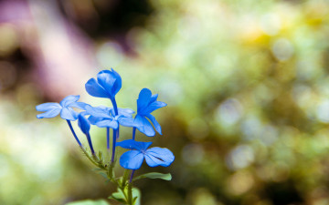 Картинка цветы плюмбаго свинчатка синий цветок