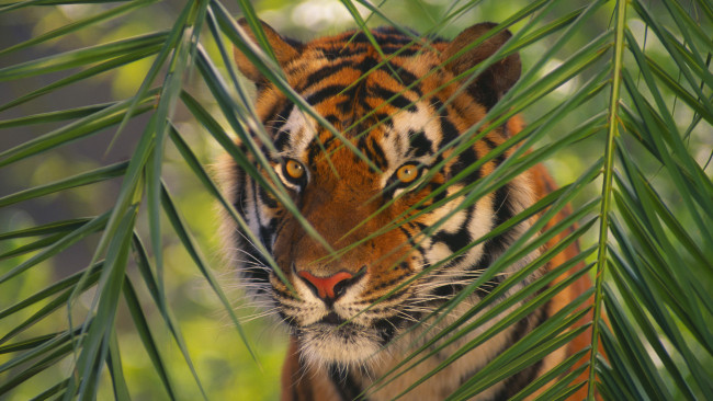 Обои картинки фото животные, тигры, тигр, листья