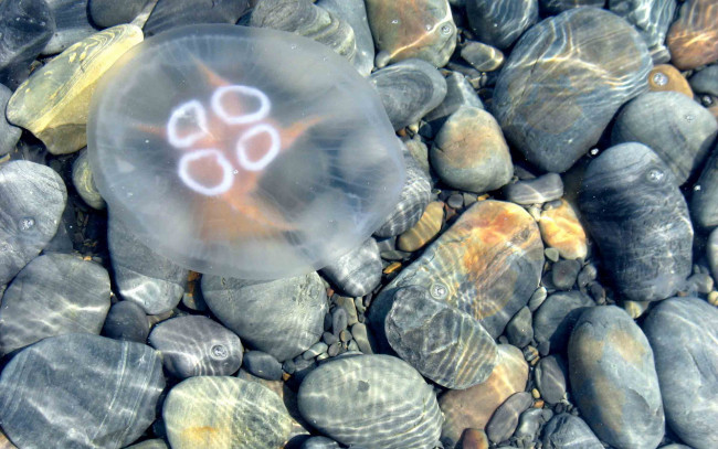 Обои картинки фото животные, медузы, камни, вода