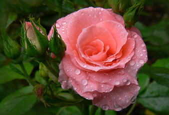Картинка цветы розы капли розовый бутоны