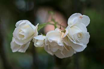 Картинка цветы розы иакро капли