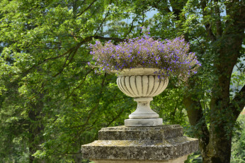 Картинка лобелия цветы лобелии парк ваза