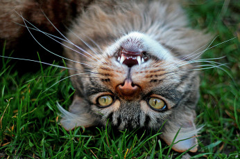 Картинка животные коты котэ усы взгляд