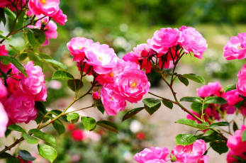Картинка цветы розы розовый ветки