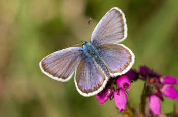 Картинка животные бабочки крылья голубянка