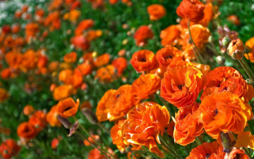 Картинка цветы ранункулюс азиатский лютик оранжевый