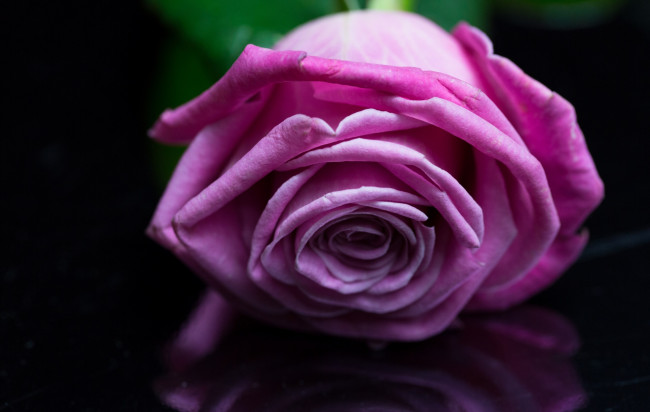 Обои картинки фото цветы, розы, лиловая