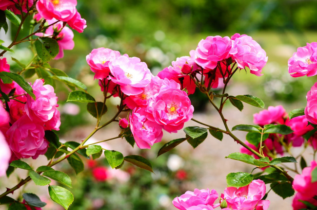 Обои картинки фото цветы, розы, розовый, ветки