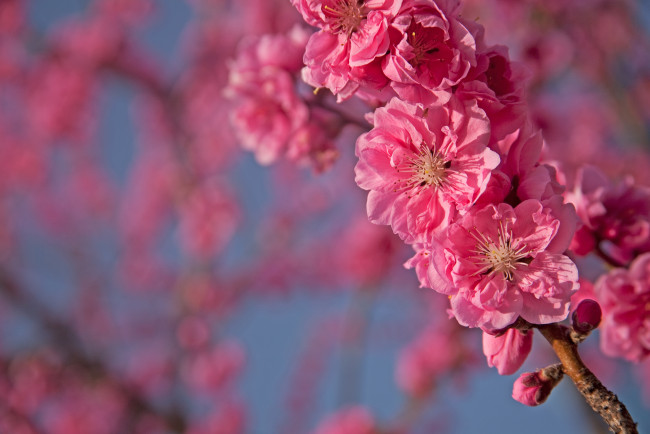 Обои картинки фото цветы, цветущие, деревья, кустарники, розовый, слива