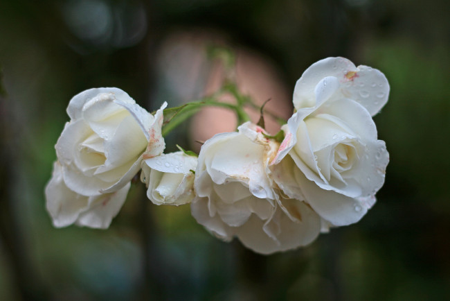 Обои картинки фото цветы, розы, иакро, капли