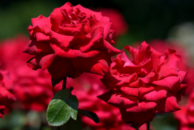 Обои картинки фото цветы, розы, роскошь, красный