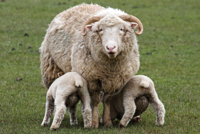 Обои картинки фото животные, овцы, бараны, мама, кормежка