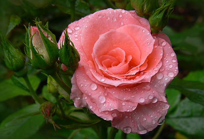 Обои картинки фото цветы, розы, капли, розовый, бутоны