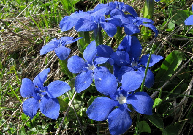 Обои картинки фото цветы, горечавки, синий