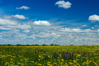 Картинка природа луга одуванчики поле лето солнце небо желтые облака