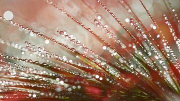 Картинка природа макро растение вода капли
