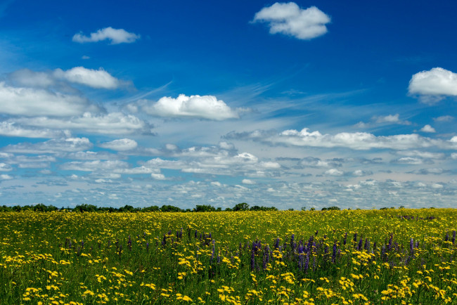 Обои картинки фото природа, луга, одуванчики, поле, лето, солнце, небо, желтые, облака