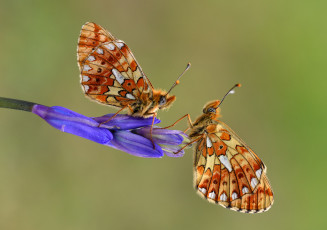 Картинка животные бабочки +мотыльки +моли макро бабочка
