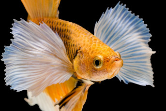 Картинка животные рыбы рыбка цвет хвост
