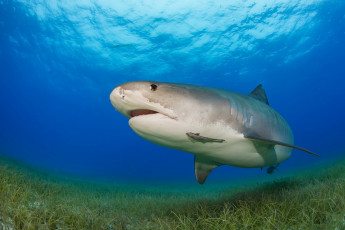 Картинка животные акулы хищник акула морской