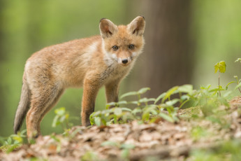 Картинка животные лисы лиса окрас шерсть хитра опасна