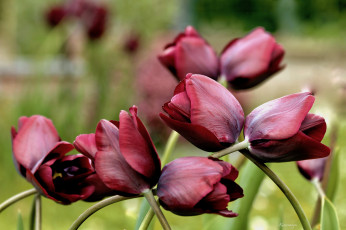 Картинка цветы тюльпаны лепестки много разноцветные цветение