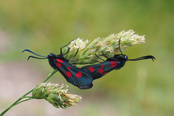 Картинка животные бабочки +мотыльки +моли краски стебель растение насекомое крылья