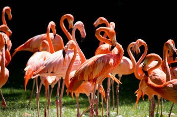 Картинка животные фламинго перья окрас птица