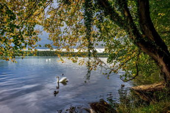 Картинка животные лебеди озеро деревья лес осень лебедь